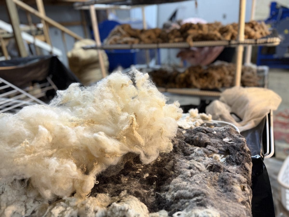 Close-up texture of raw wool fiber before spinning